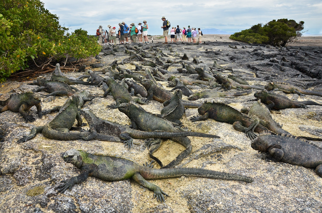 Fernandina Iguana Carpet marc.cappelletti Flickr