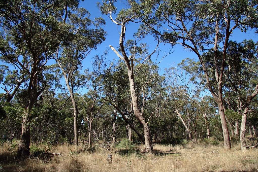 20130306_9344 Eynesbury Grey Box Forest Eynesbury. Melton.… Flickr