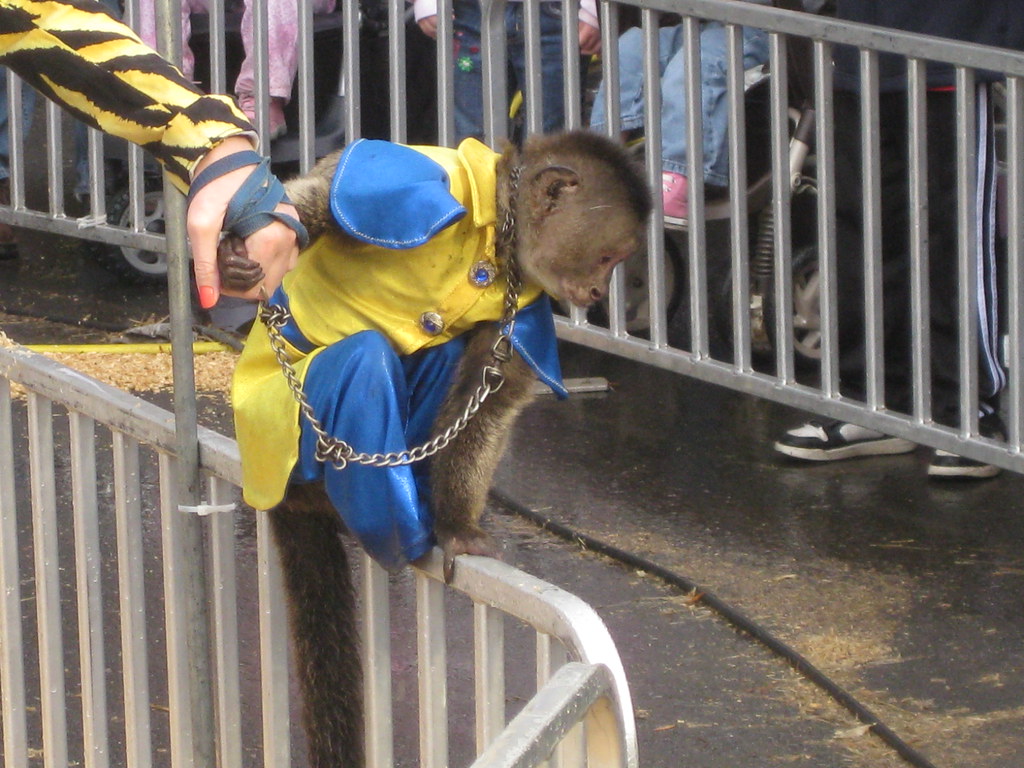 Monkey Jockeys FigmentJedi Flickr