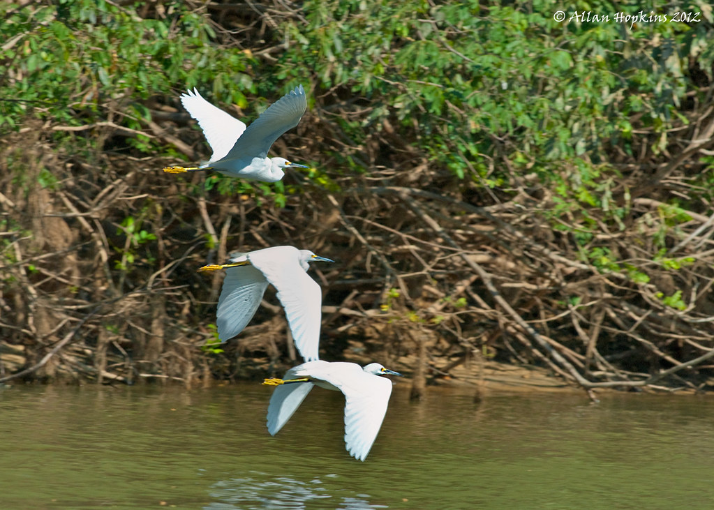 Snowy Egrets (Egretta t. thula) in flight 3 birds flushed … Flickr