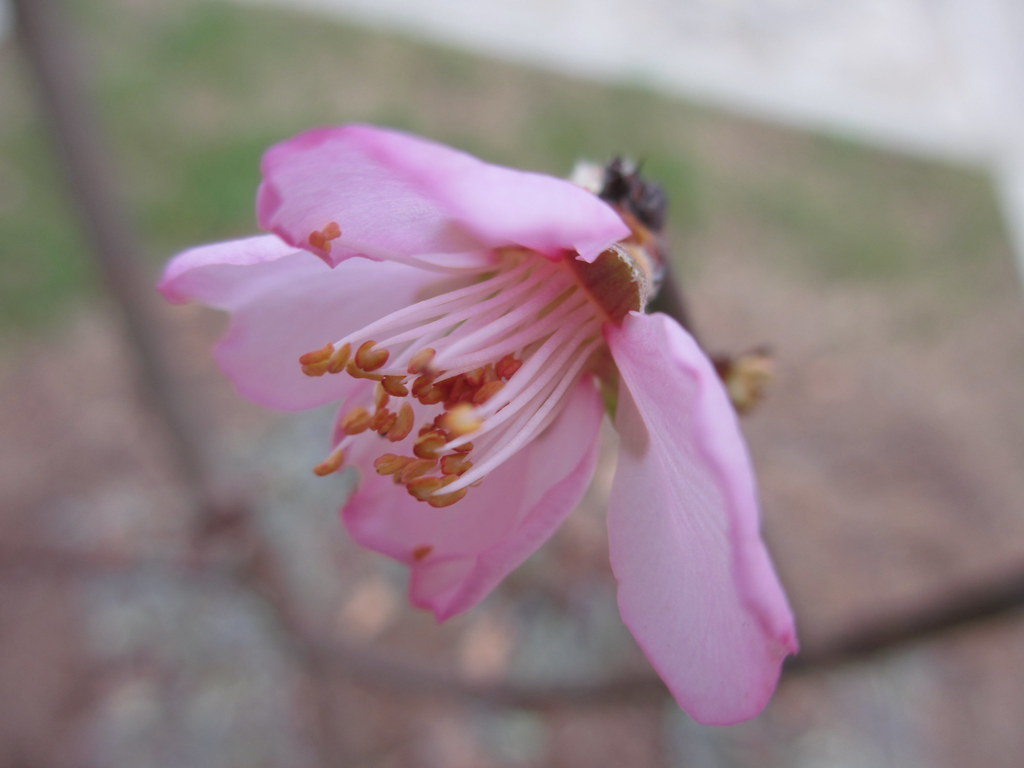 Our first almond bloom, 2/15/2013 Hall's Hardy Almond, rea… Flickr