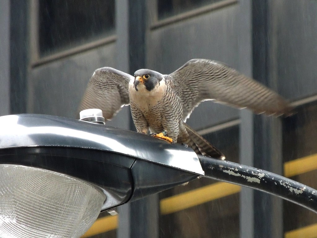 Flickriver Photoset 'Birds of Chicago' by Chicago Man