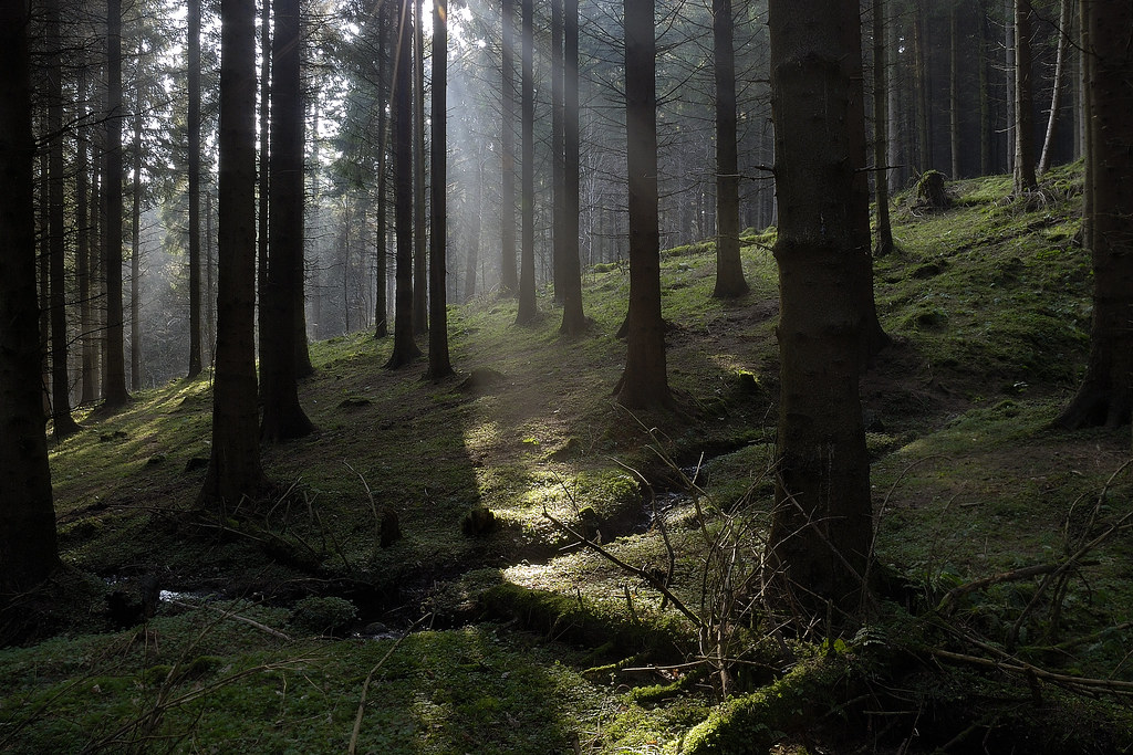 Streaming Meirs Wood near Whittonstall, Northumberland. Chris Dower