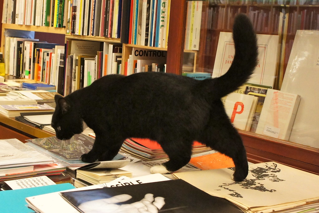 Cat in Berlin cat at a bookstore in Berlin Yukiko Matsuoka Flickr