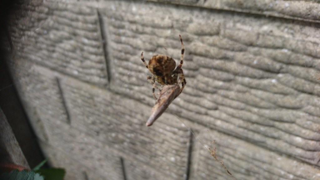 Garden Spider eating a moth dan pope Flickr