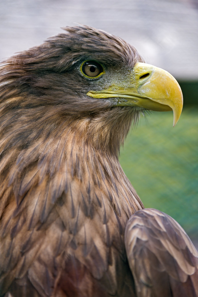 Close profile of a brown bird of prey I think it's again a… Flickr
