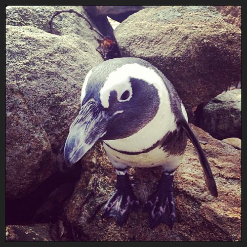 Mr. Penguin asks, "Have you been to the Lehigh Valley Zoo … Flickr