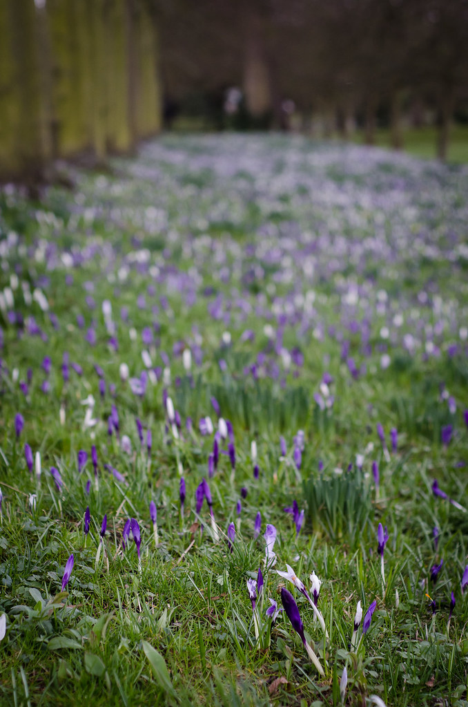 flowers in trinity college ZM Yi Flickr