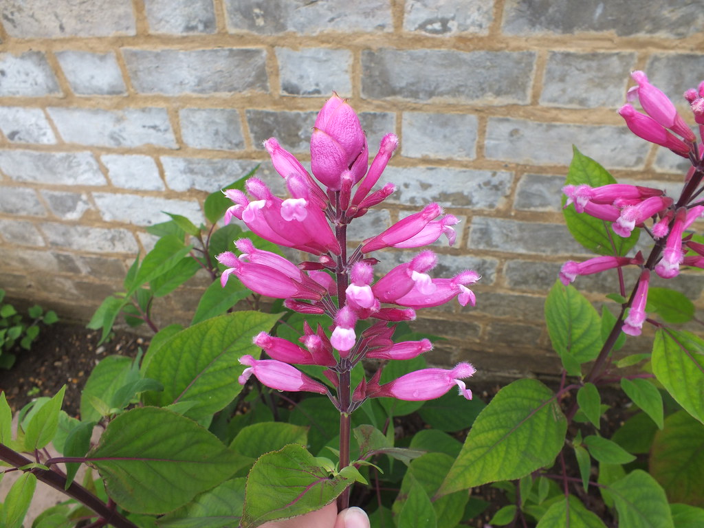 Roseleaf sage Roseleaf sage at Cambridge Botanic Garden. S… Flickr