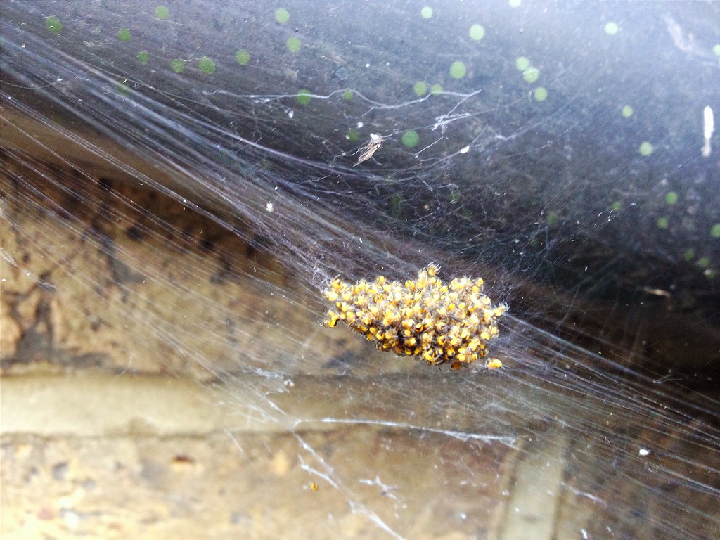 Spider eggs gareth wall Flickr