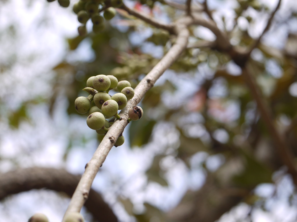 Laghupimpri (Marathi लघुपिंपरी) Moraceae (mulberry family… Flickr