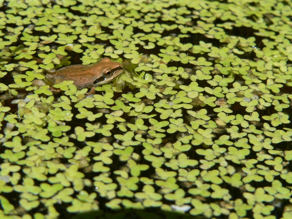 Happy Frog A happy frog in a pond near Sweetwater Campgrou… Flickr
