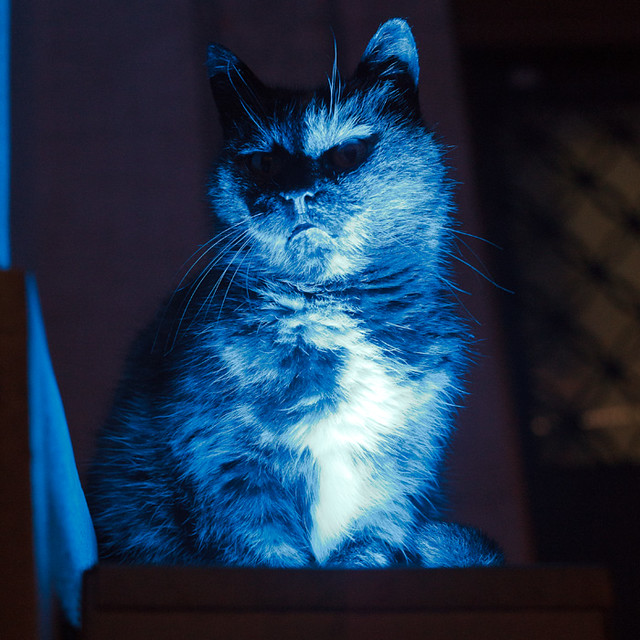 Cat in Blue(s) Cat sitting at the blue light of Garanti Ba… Flickr