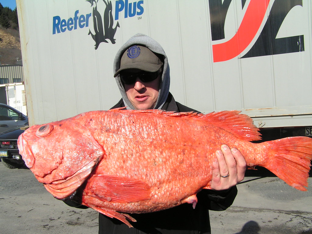 Shortraker rockfish Ian Whiddon Flickr