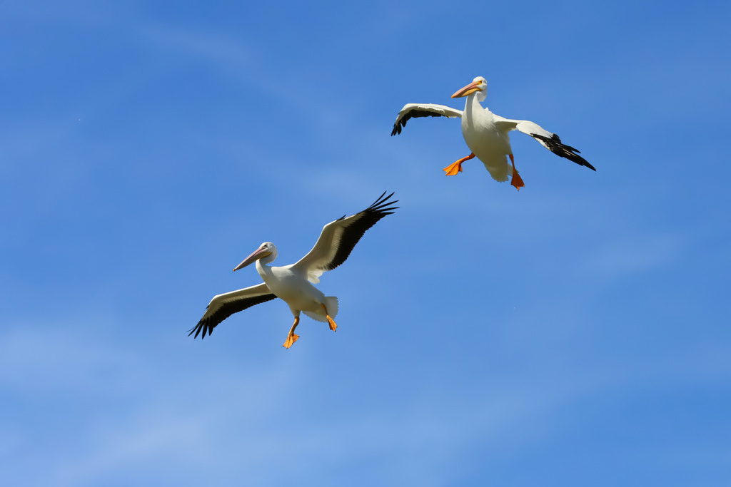 Pelican Landing White Pelicans landing on White Rock Lake … Flickr