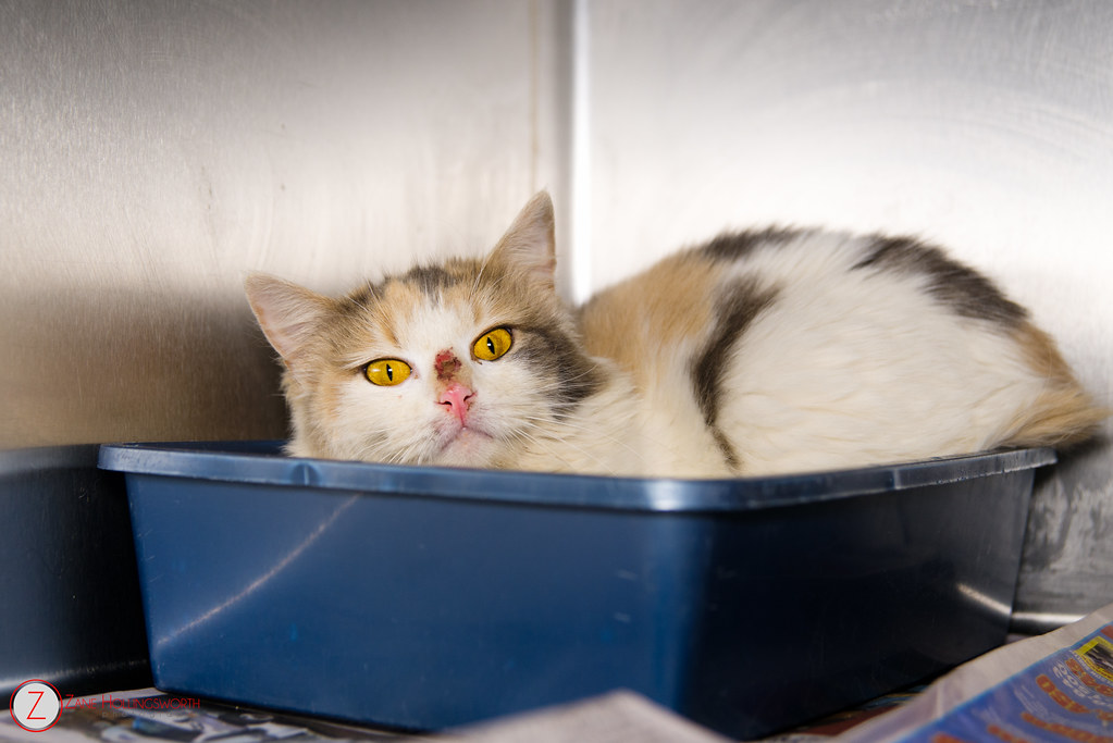 Available at the Gordon County Animal Shelter. 706.629.332… Flickr