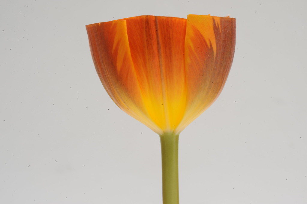 DSC_8083 Penny Rose Coutts Flickr