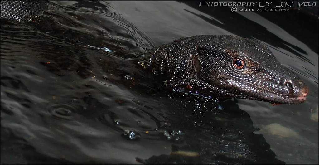 9/24/2016 BDVS3 Female Black Dragon Varanus Salvator Flickr