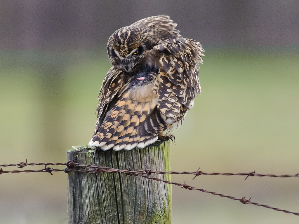 The Meaning Behind Bird Poop Superstitions, History, and Science