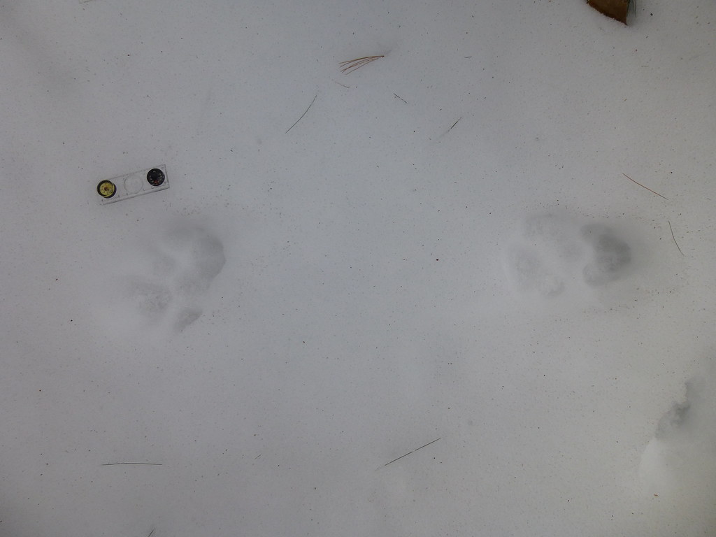 Large Dog Tracks 1 Large dog tracks in a few inches of mel… Flickr