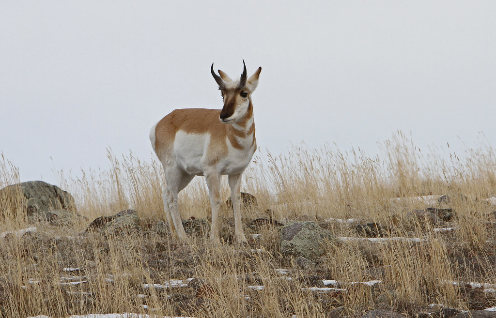 Pronghorn buck Pronghorn buck near Stephens Creek; Jim Pea… Flickr