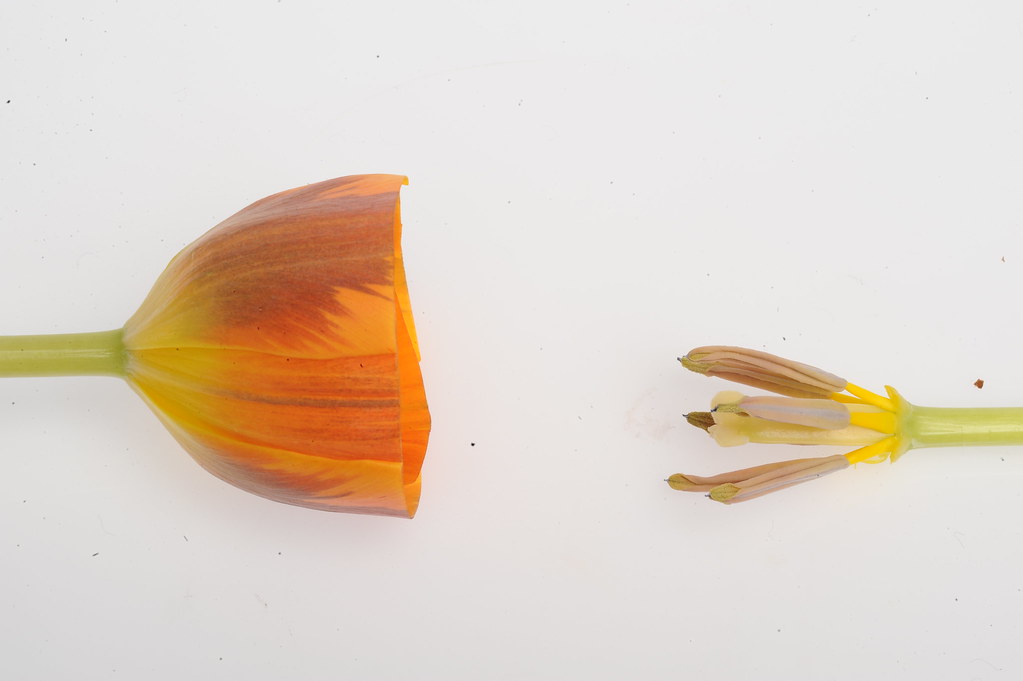 DSC_8087 Penny Rose Coutts Flickr