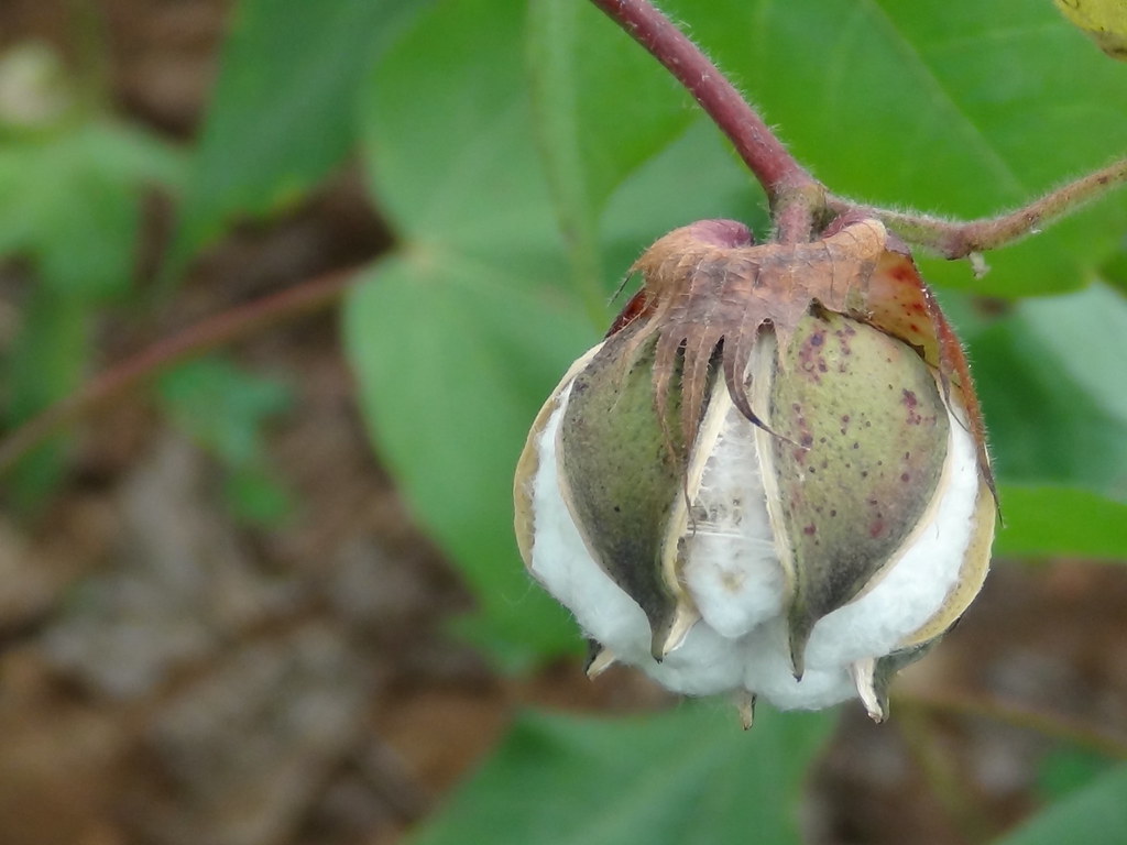 Cotton boll The cotton crop thrives in regions with ample … Flickr
