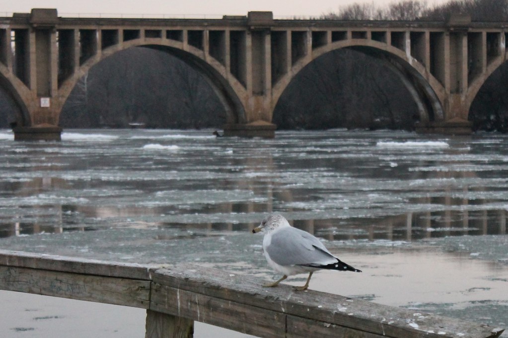 Fredericksburg Snow Fredericksburg, Virginia Snow on 24 an… Flickr