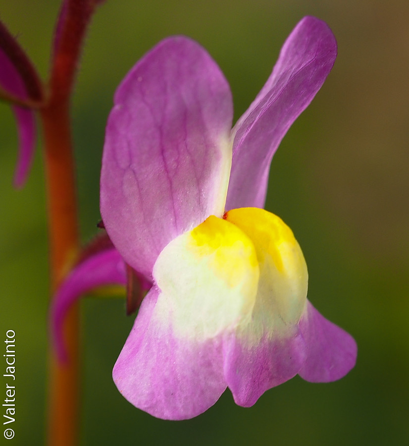 Linaria maroccana (Tall Snapdragon Mix 'Northern Lights') Flickr