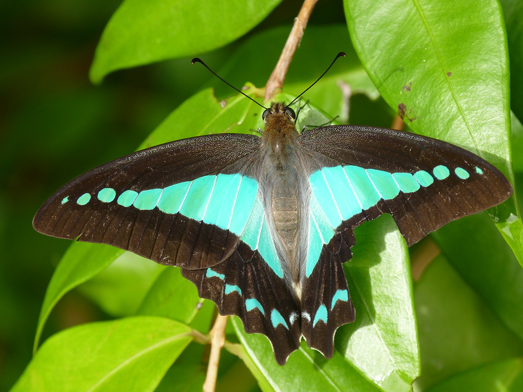 Blue Triangle butterfly Graphium sarpedon It's unusual f… Flickr
