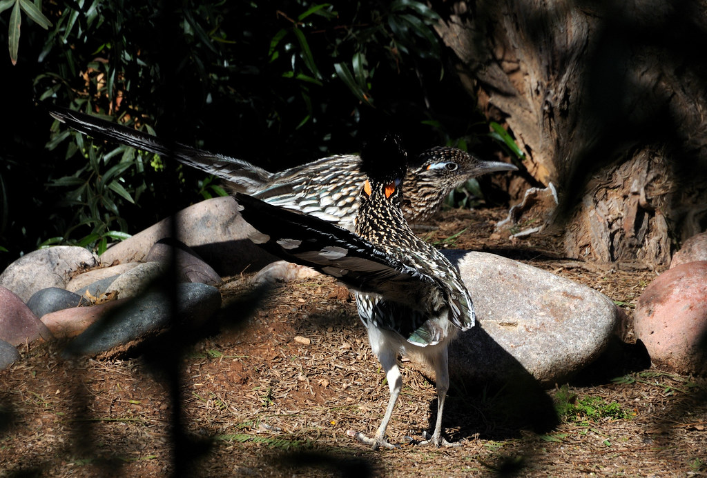 Male And Female Greater Roadrunner Courtship!!! Sam Wilson Flickr