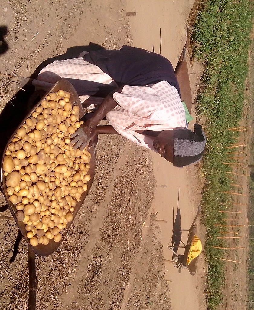 RSAF0010_Zimbabwe_irish potatoes harvest from Mutsiba pro… Flickr