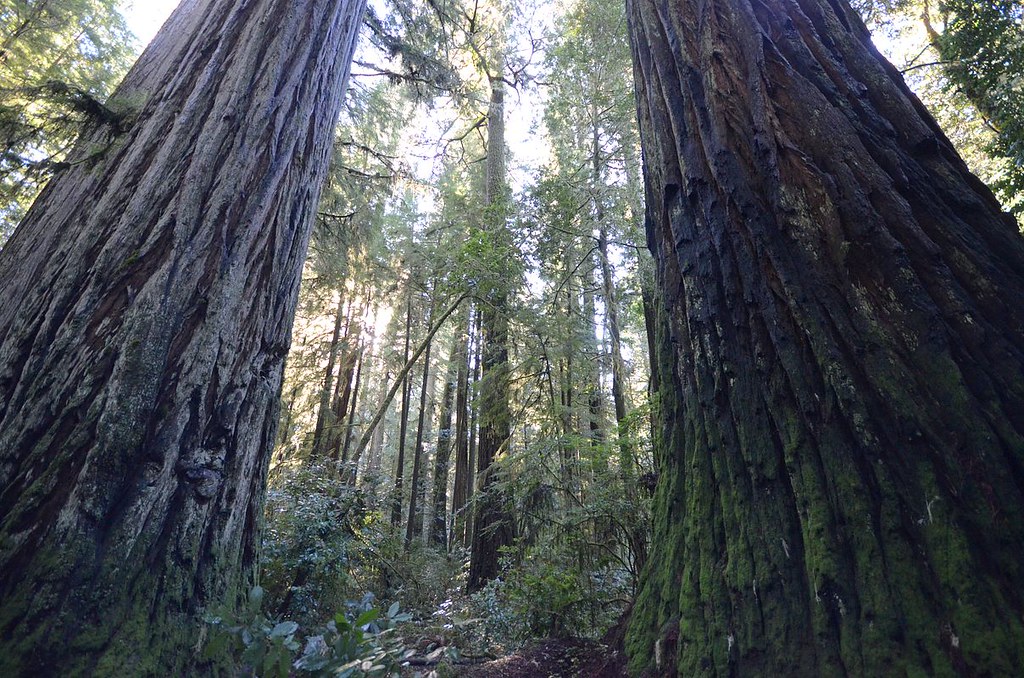 Giant Coastal Redwood Jedediah Smith Redwoods State Park, Near