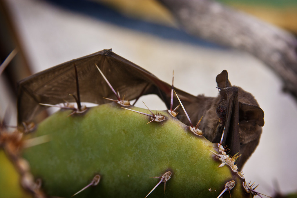 Carlsbad Bat Taken just outside Carlsbad Trading Post near… Flickr