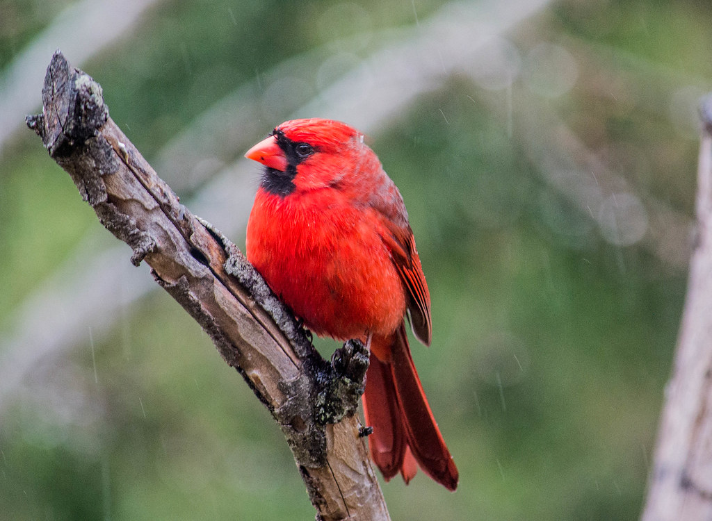 Male Cardinal in the Rain mdcanf2 Flickr