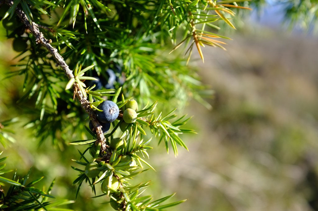 Baies de genièvre choocroot Flickr