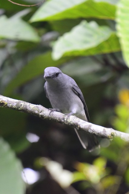 Javan Cuckooshrike Bird Photo Call And Song/ Coracina Javensis (Ceblephyris [Sic] Javensis) 640_X_426_jpg