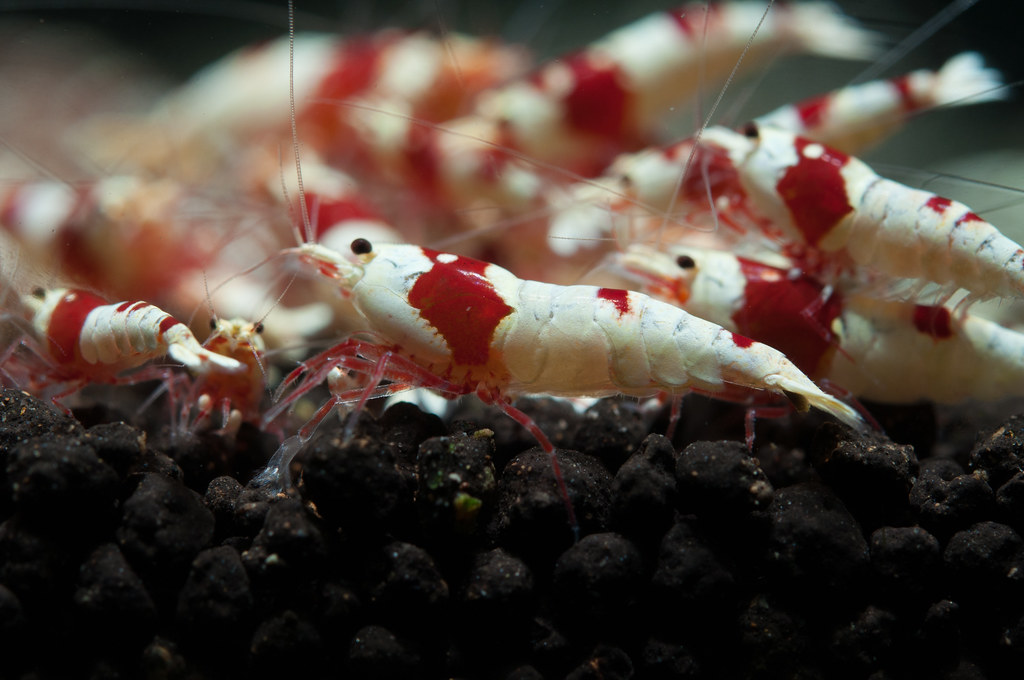 160905_DSC_0206.jpg | kxz Chen | Flickr