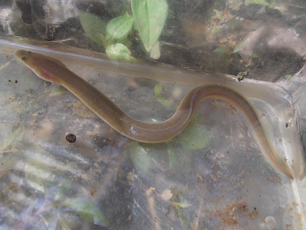 American Eel Anguilla rostrata(elver phase). esxnatur Flickr