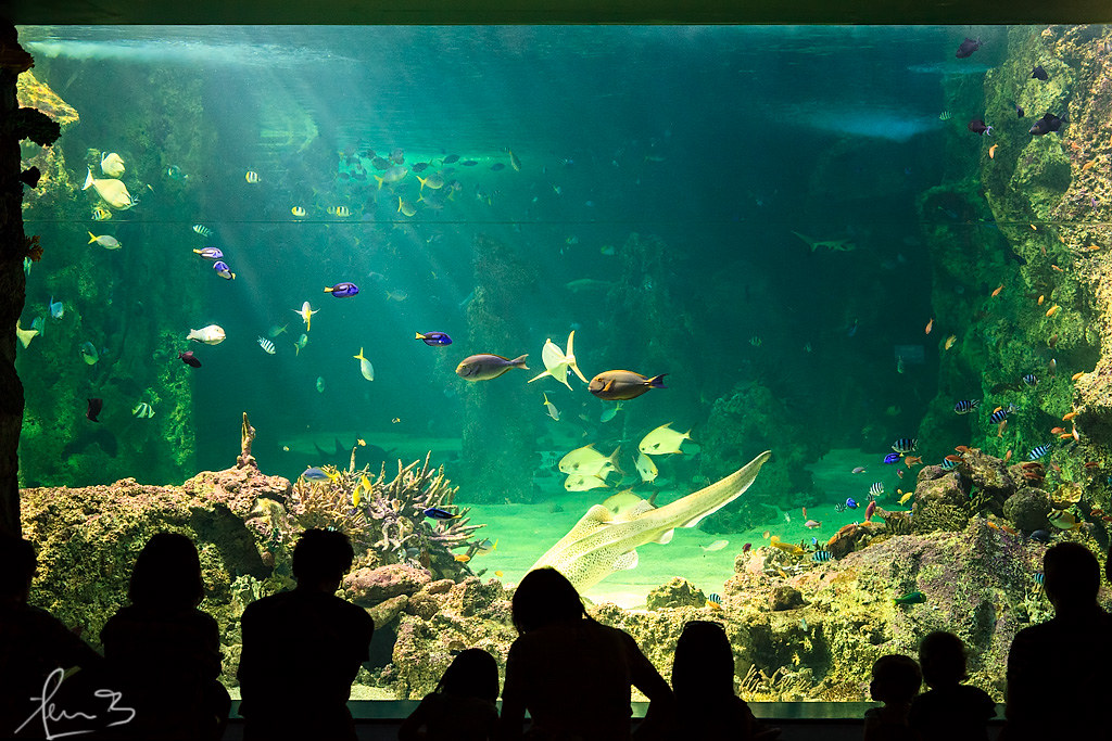 Sea Life Sydney Aquarium Darling Harbour The aquarium wh… Flickr