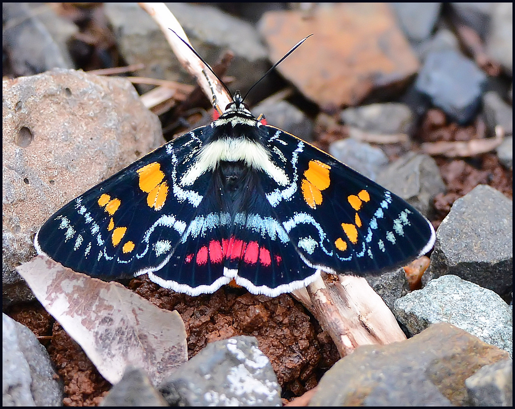 colorful moth Queensland Australia. Main Range N.P. Chris Rishworth Flickr