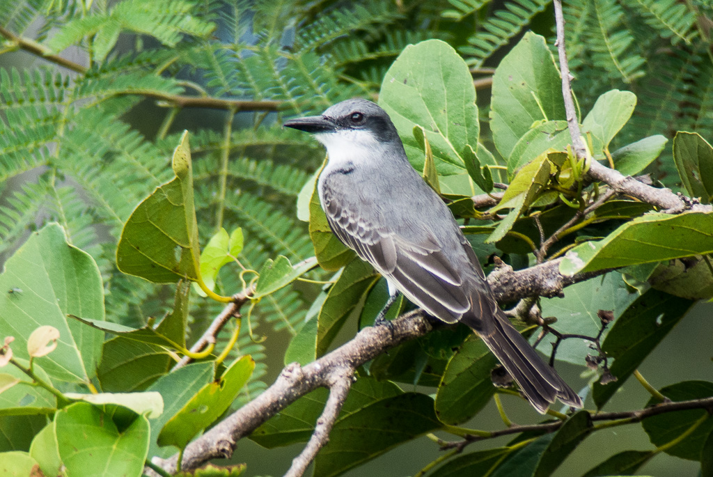 Grey Kingbird 2117 The Gray Kingbird is on Trin… Flickr