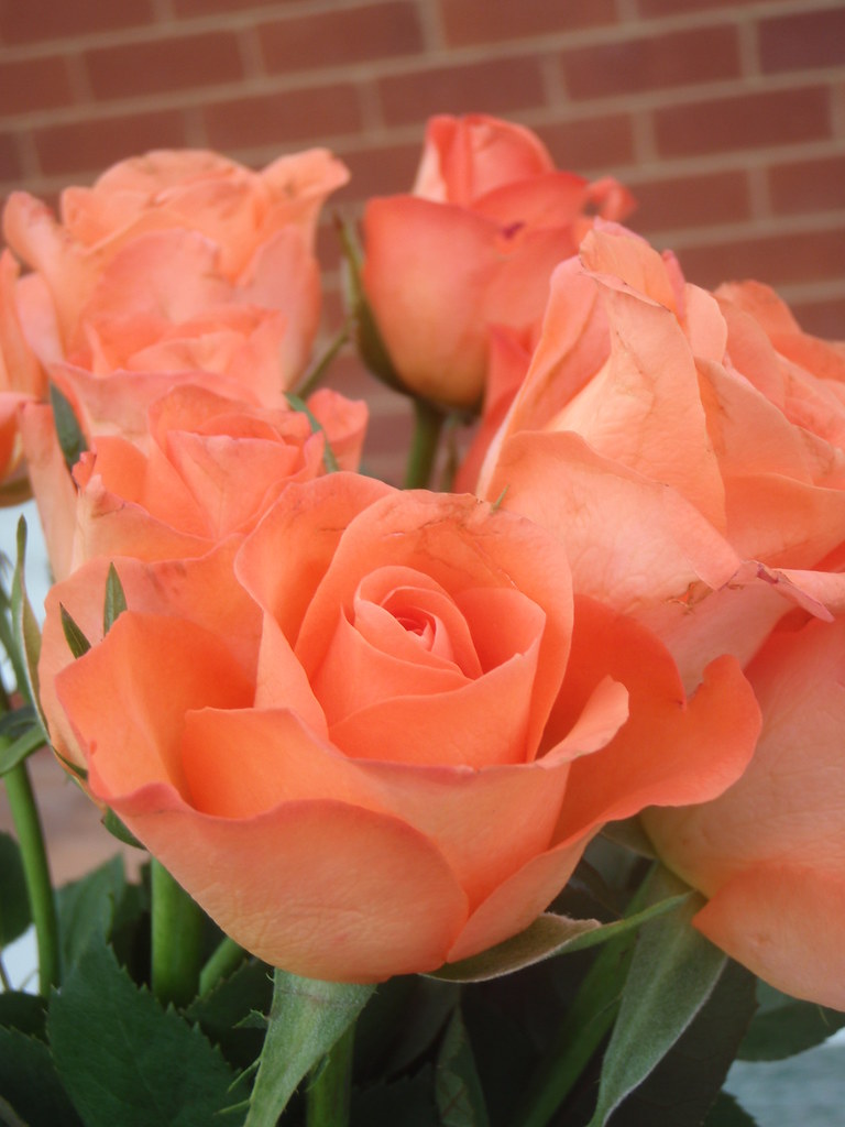 Birthday roses OLYMPUS DIGITAL CAMERA Jen Wood Flickr