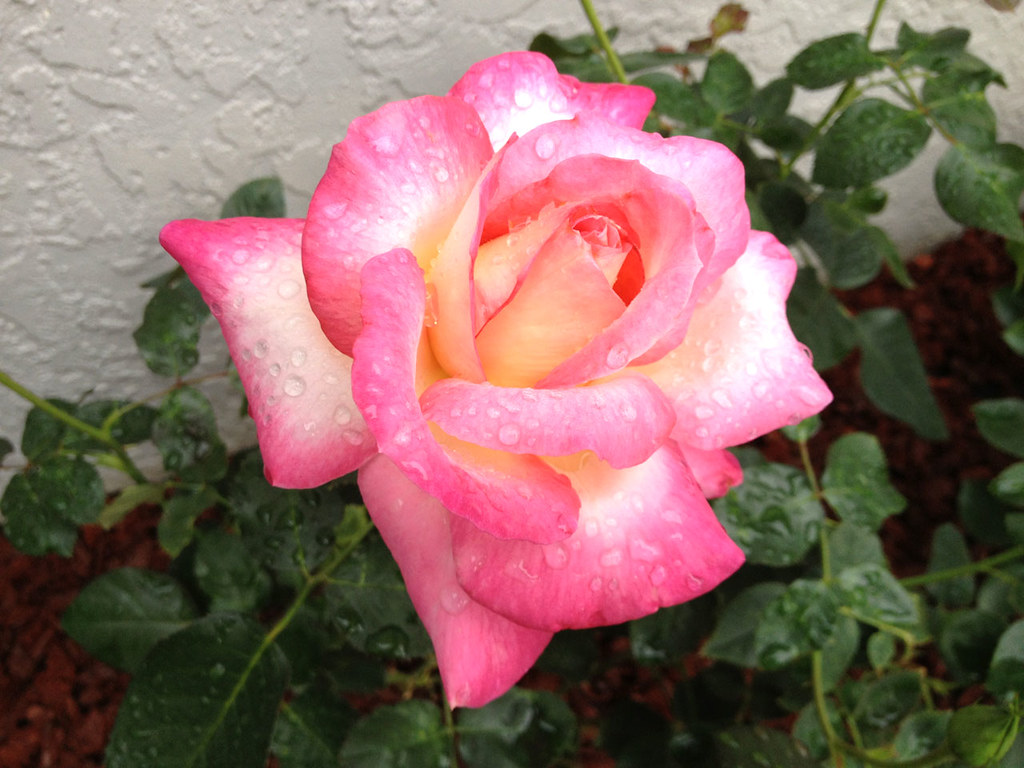 California Dreamin Rose California Dreamin Full Bloom … Flickr
