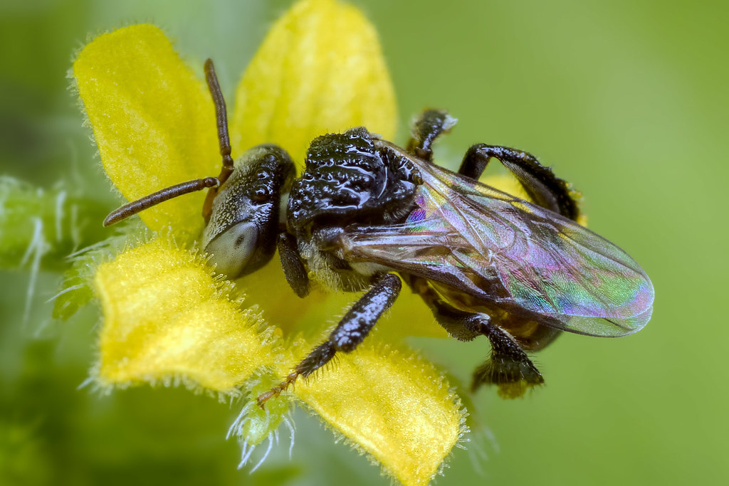Stingless Bee Species In Malaysia / Yet little is known about the array