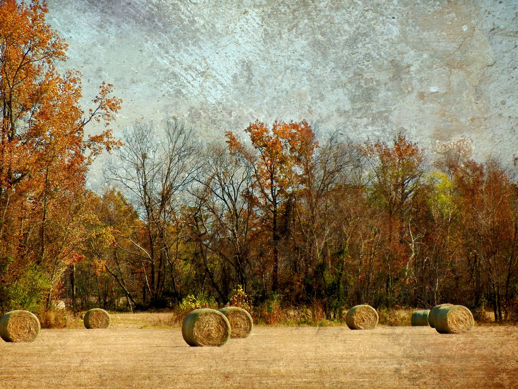 Bales of Peanut Hay Old Sparta, County, North Carolina a