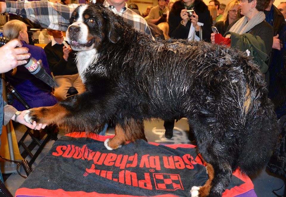 Bernese Mountain Dog The Westminster Kennel Club 137th Ann… Flickr