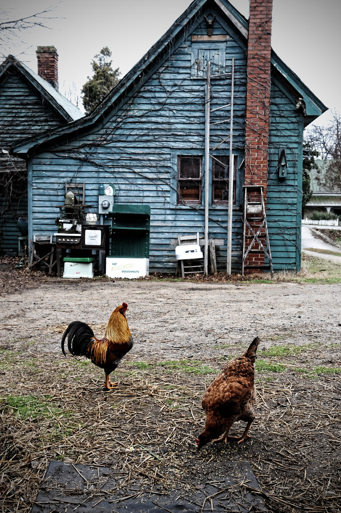 Clyde's Chickens Salisbury, NC............................… R John Mitchell Flickr