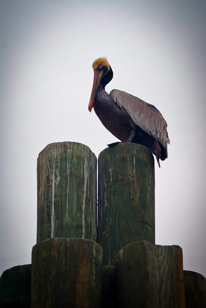 Brown Pelican MD ARIFUL HAQUE BHUIYAN Flickr