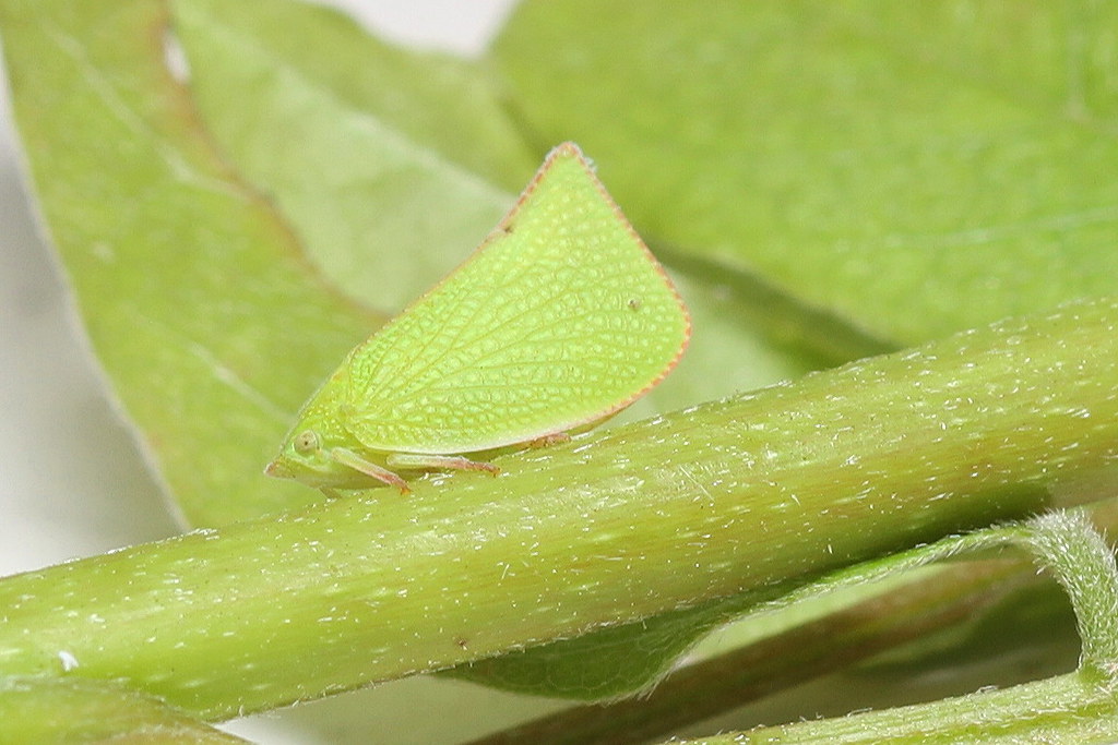 IMG_3958b Passionvine hopper Brian Husband Flickr